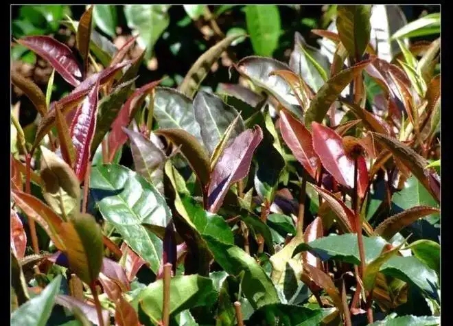 紫芽普洱茶真的都很珍貴嗎？這篇文章說到你心坎上了