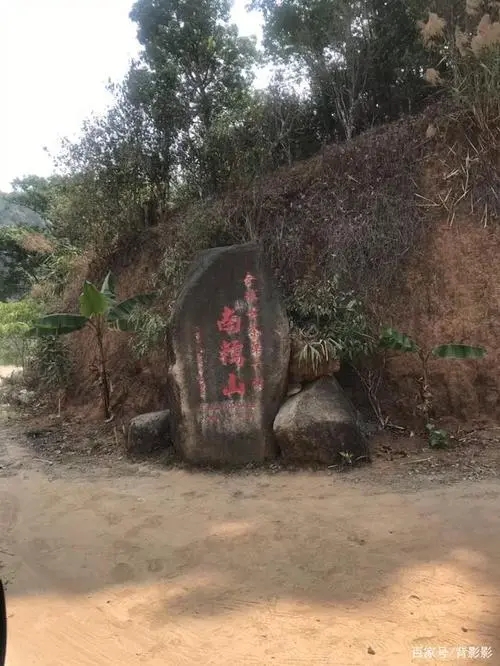 古茶第一村”，你見過這樣的茶樹嗎？