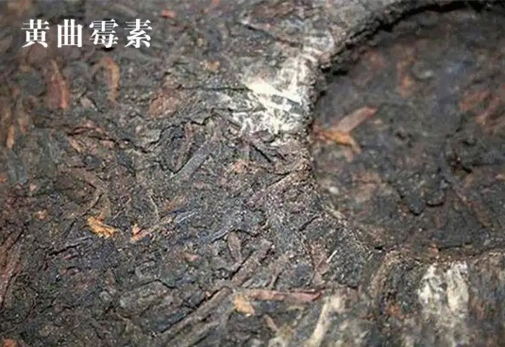 普洱茶有黃曲霉毒素，喝了會致癌？不黑不吹，咱用事實說話