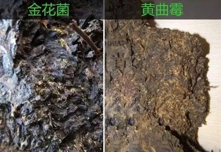 從普洱茶致癌論說開，再談普洱茶與黃曲霉毒素的關(guān)系。