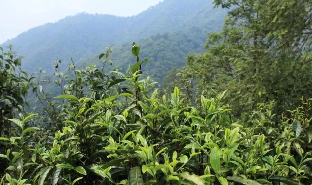 古樹茶的價值和意義在哪里？