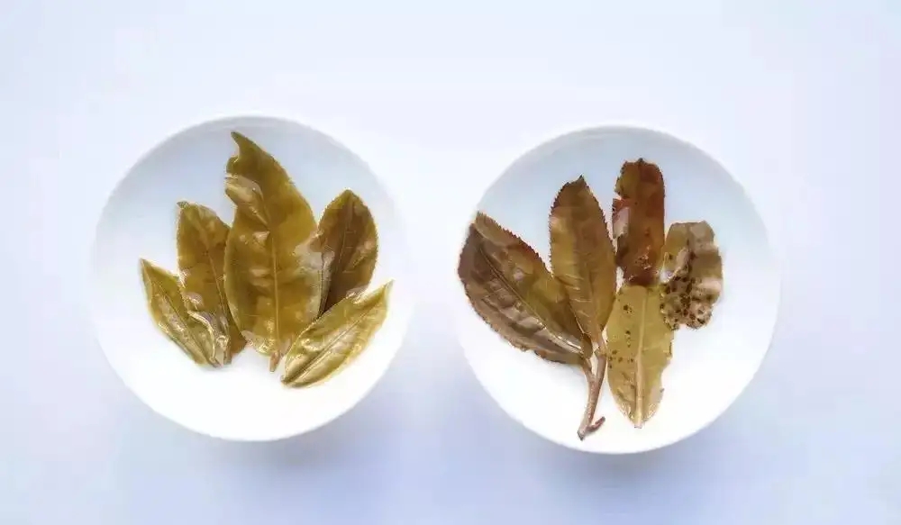 普洱茶的九種山寨版本，喜歡普洱茶的一定要看