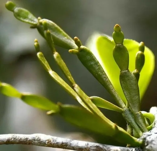 “螃蟹腳”是什么？
