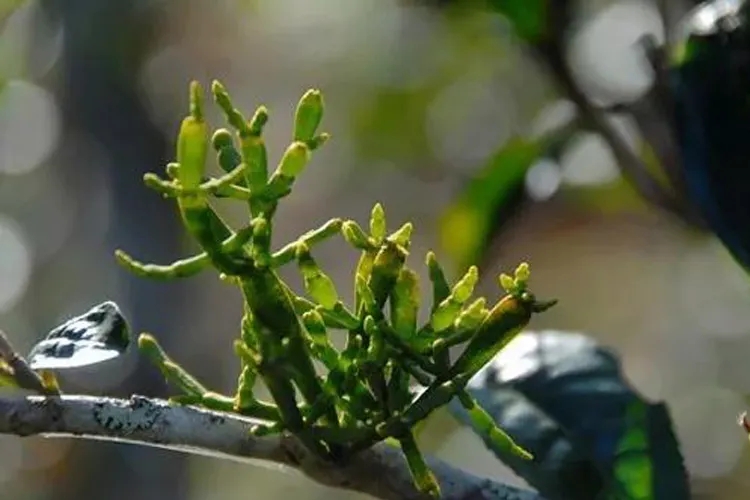 什么是螃蟹腳？茶界的螃蟹腳可能和你想的不一樣！