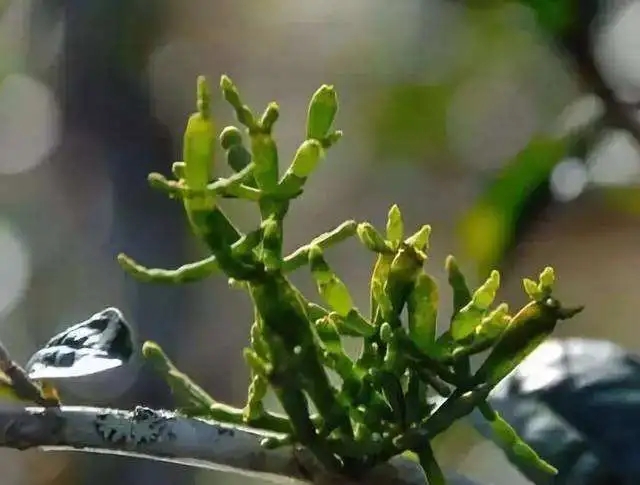 一節(jié)螃蟹腳，勝過(guò)冬蟲(chóng)和夏草