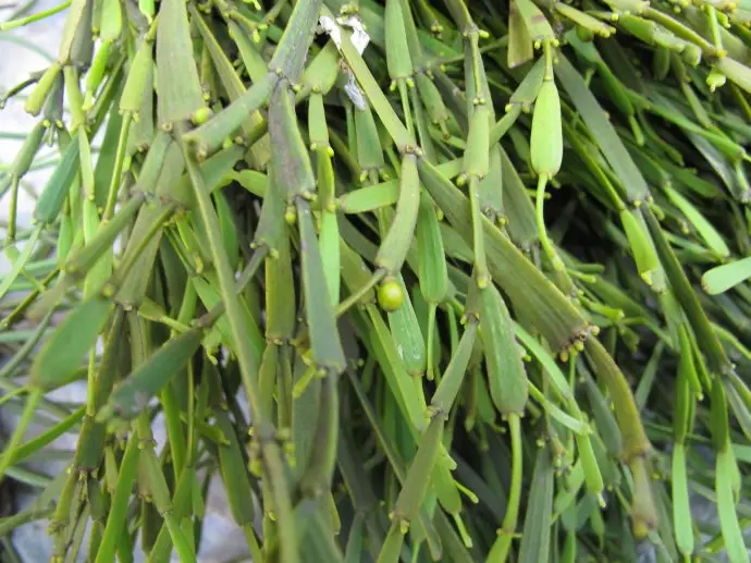 普洱茶中的“螃蟹腳”，到底是什么？如何辨別？