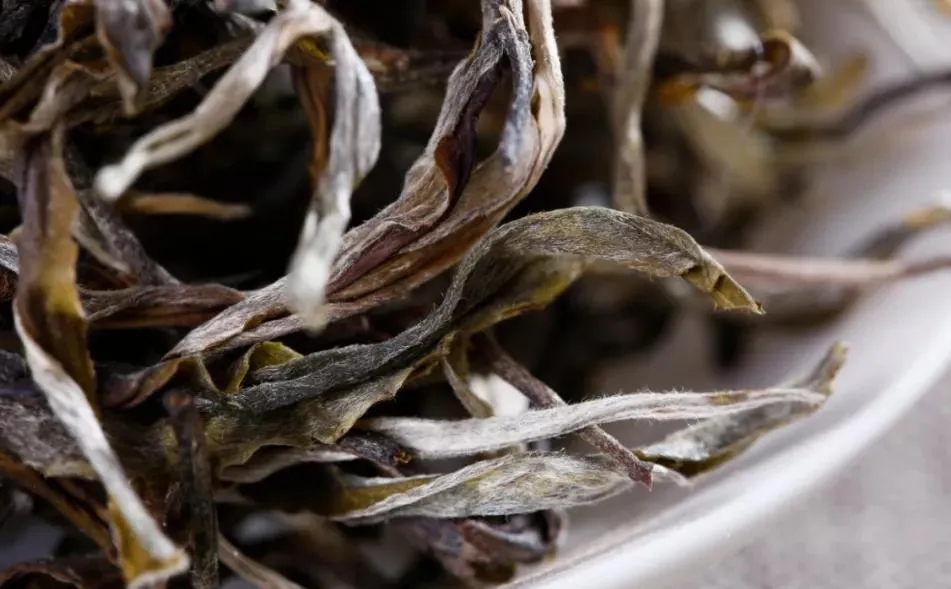 普洱茶樹生長的海拔越高，品質(zhì)就越好嗎？