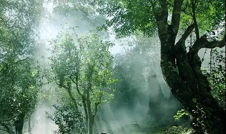 獨有神韻的瀾滄景邁古樹茶！