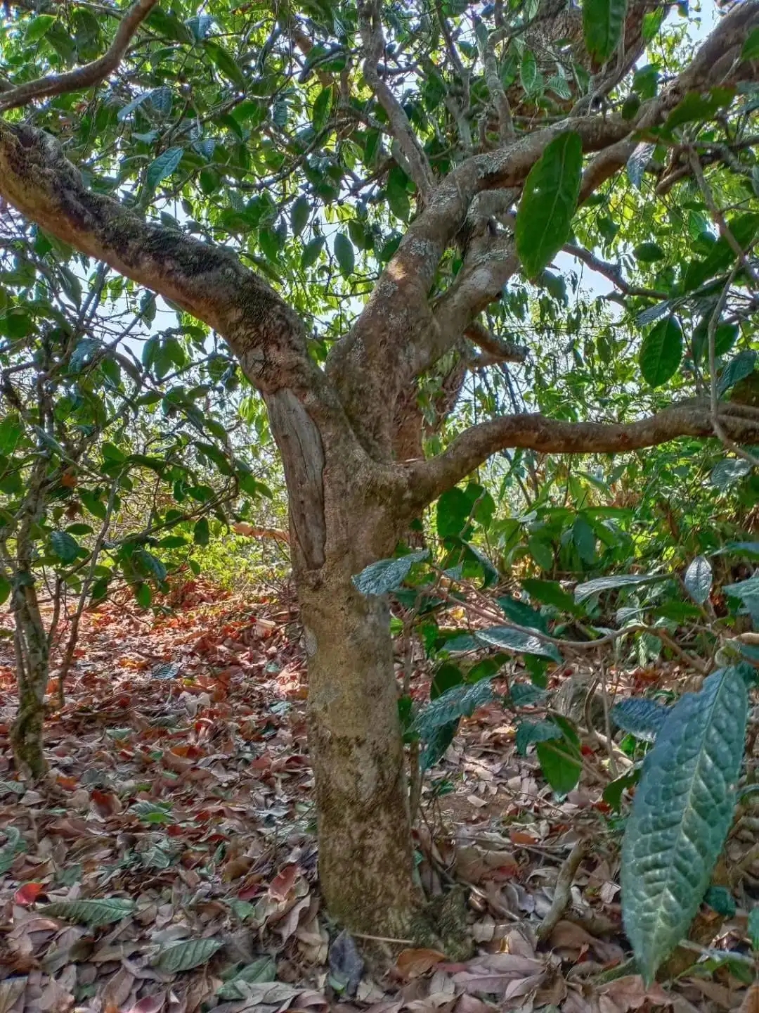 一山一韻，普洱茶的山韻