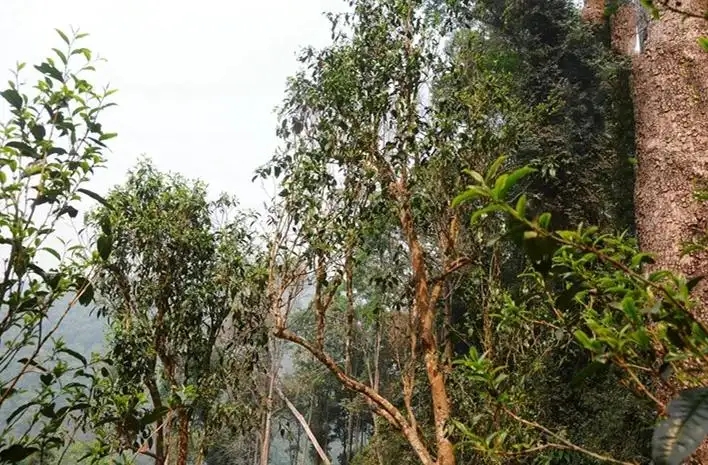 易武白茶園 | 量少珍稀古樹茶、易武茶中的佼佼者~香揚水柔有內(nèi)質(zhì)