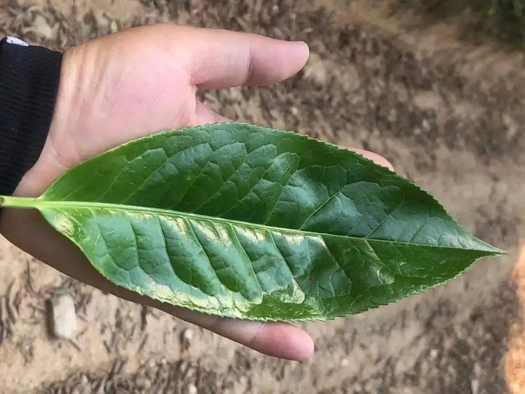 【茶百科】勐庫大葉種的適制性。