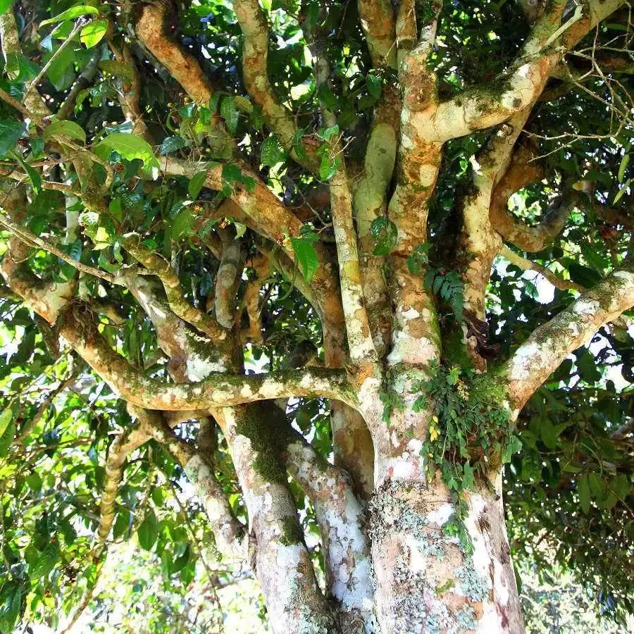 來(lái)自易武秘境的至味臻品！氣韻強(qiáng)勁，余韻深邃，一口喚醒你的味蕾~