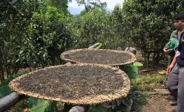 顛覆認(rèn)知！普洱茶的傳統(tǒng)工藝究竟是什么？