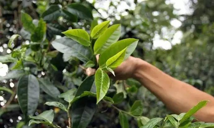 云南大葉種和小葉種是一個品種嗎？兩者有何優(yōu)勢？