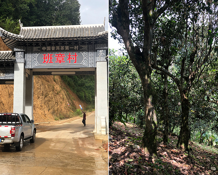 2023年新班章古樹(shù)春茶品質(zhì)怎么樣？