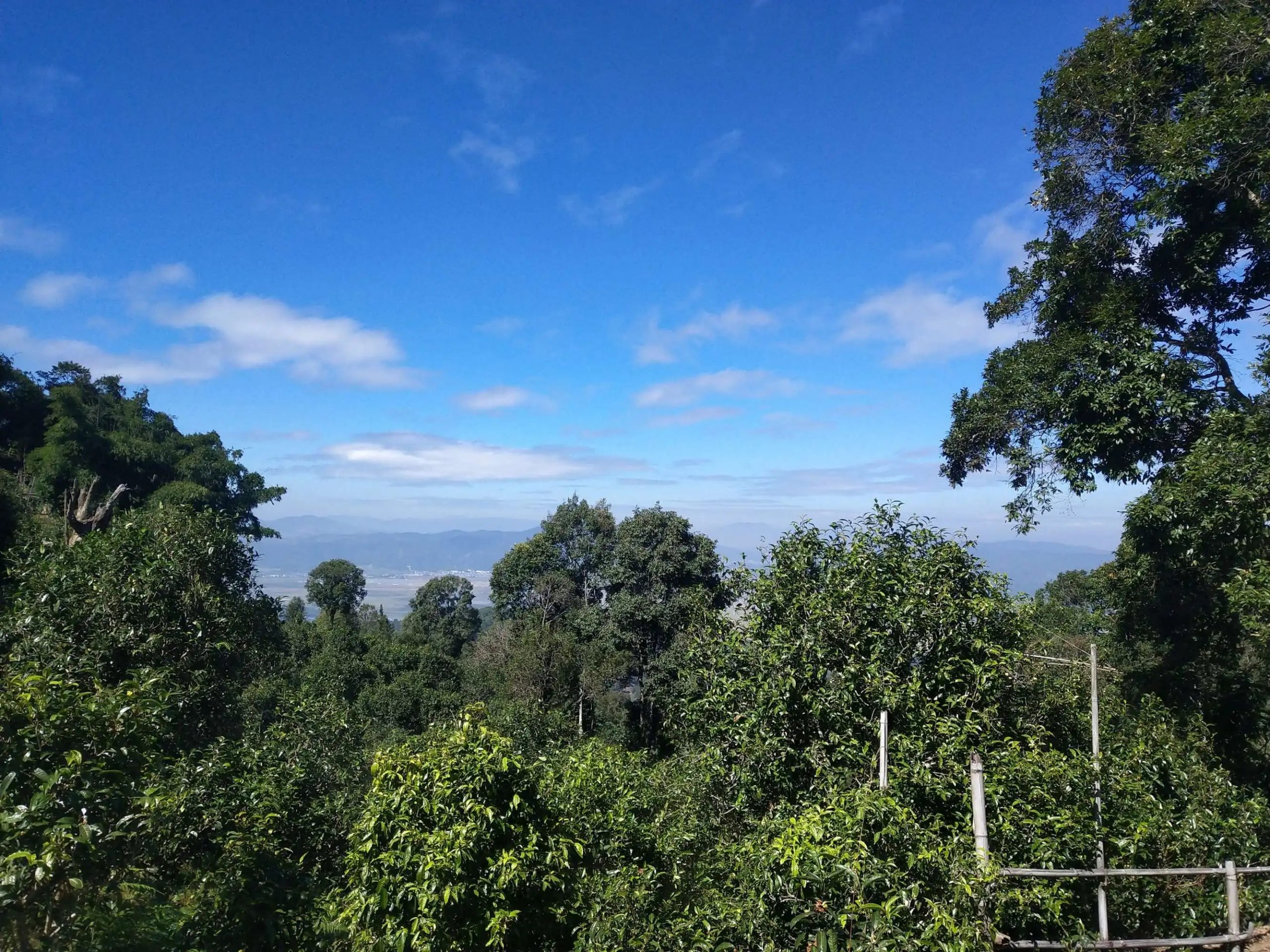 2023年廣別老寨古樹春茶特點是什么？