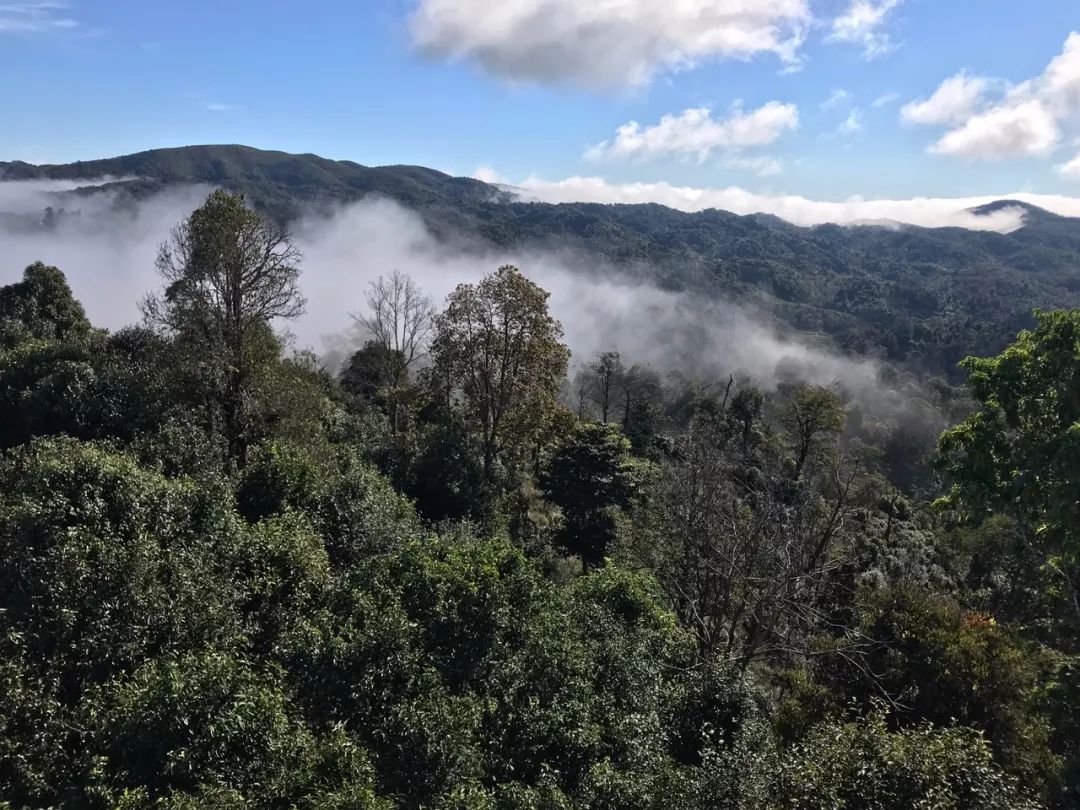 2023年賀開古樹春茶特點是什么？