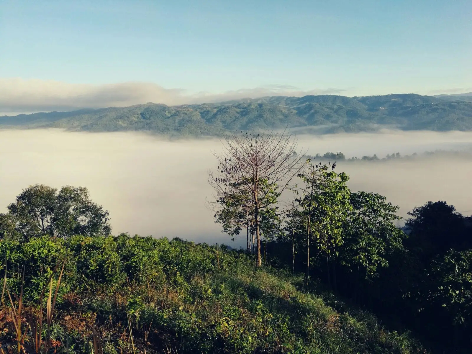 2023年賀開古樹春茶價格是多少？