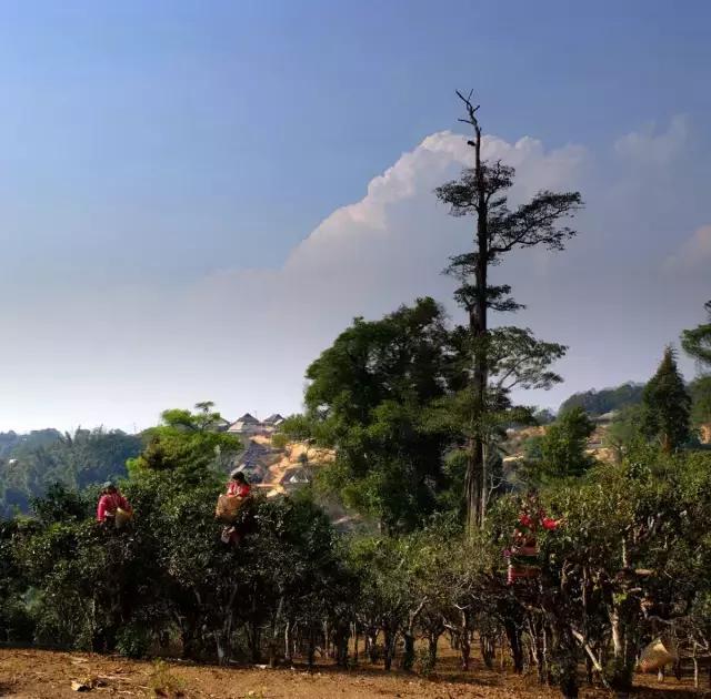 2023年賀開古樹春茶多少錢一公斤？