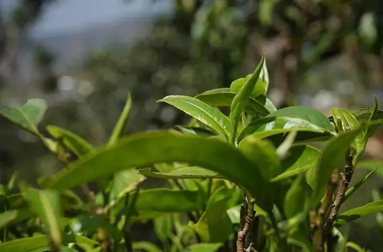 2023年那卡古樹春茶多少錢一公斤？