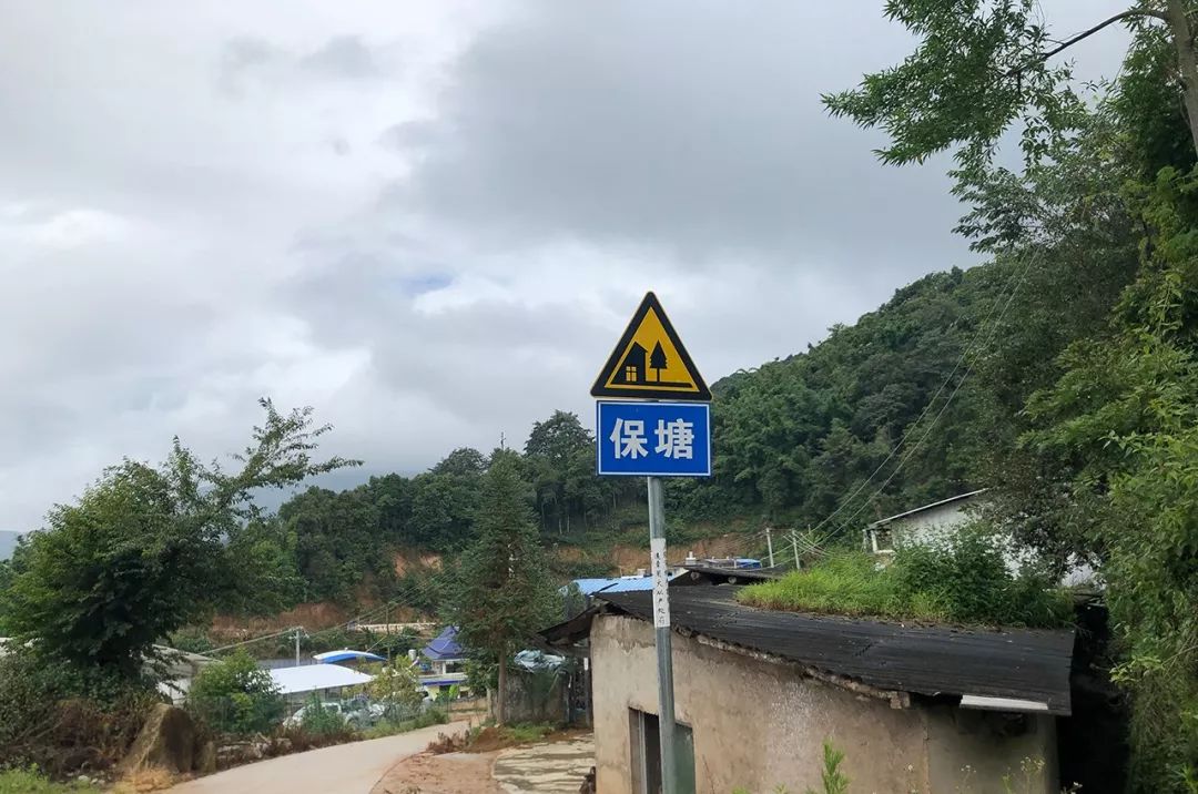 2023年保塘老寨古樹春茶特點是什么？