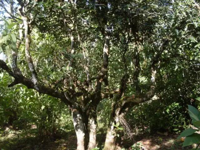 2023年保塘老寨古樹春茶多少錢一公斤？