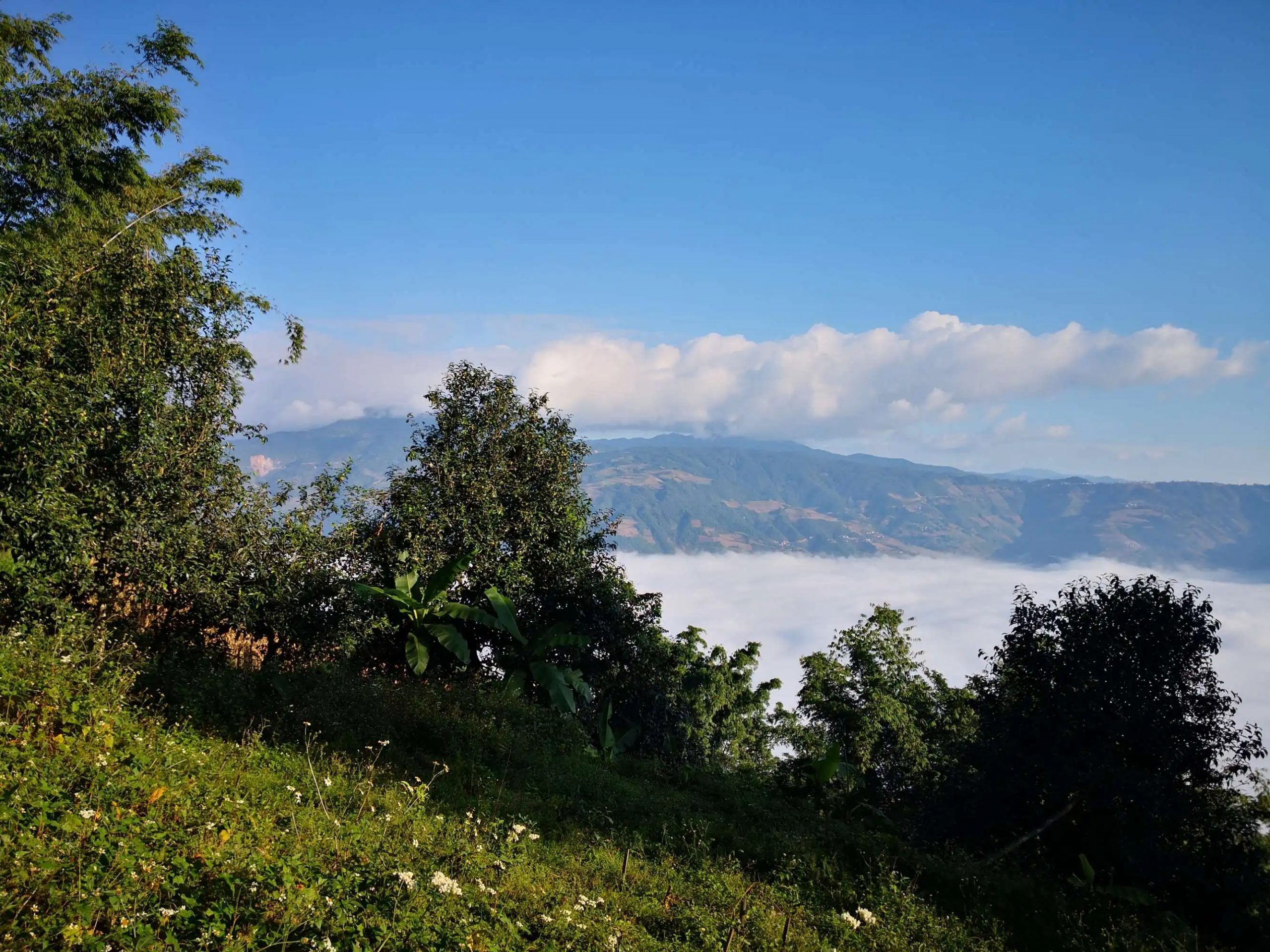 2023年邦崴古樹 春茶品質(zhì)如何？