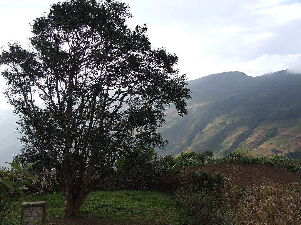 2023年邦崴古樹春茶多少錢一公斤？