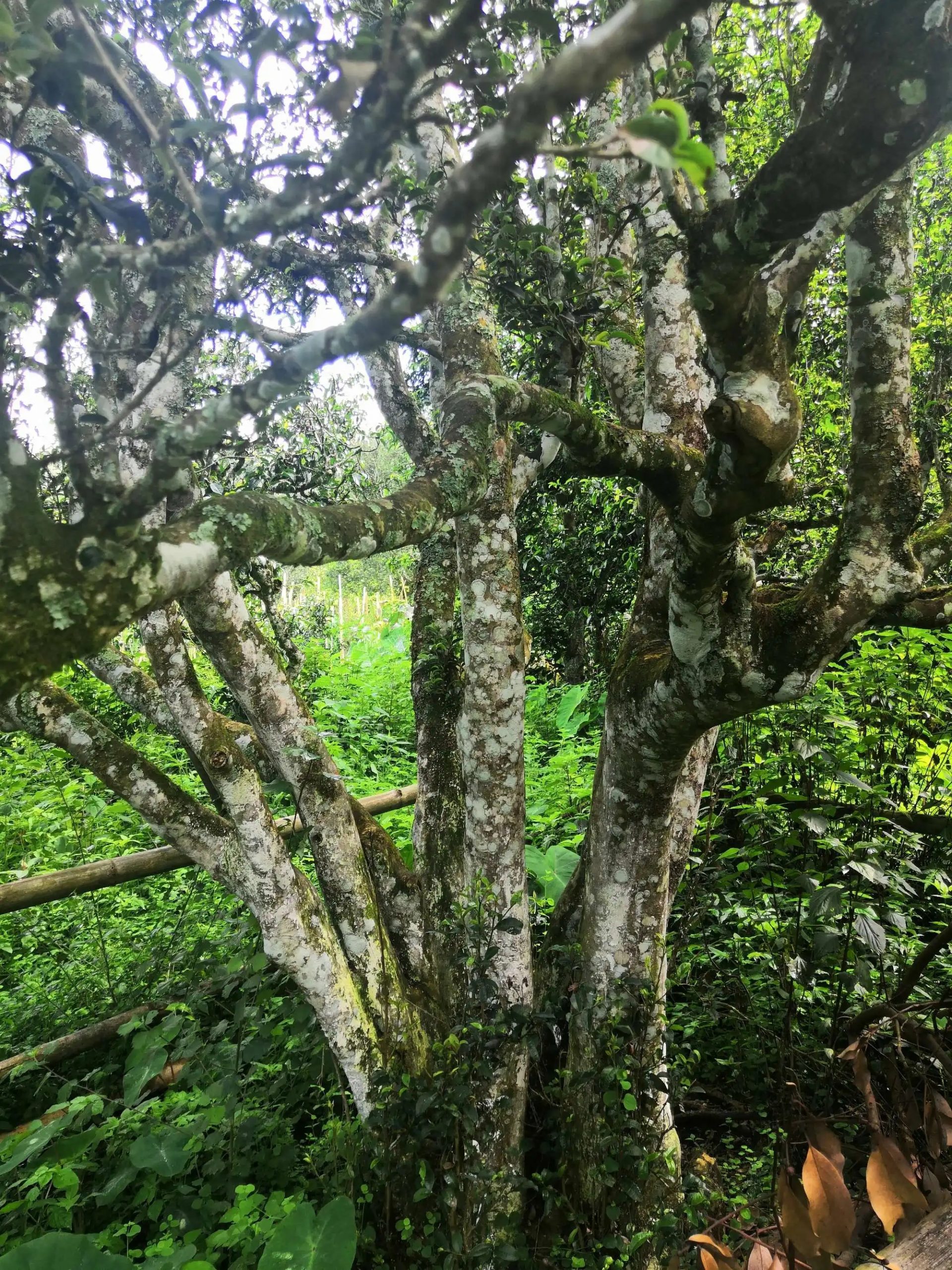 2023年困鹿山古樹春茶價(jià)格是多少？