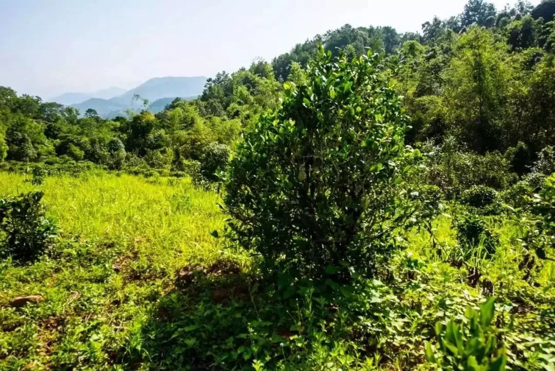 2023年迷帝古樹(shù)春茶特點(diǎn)是什么？