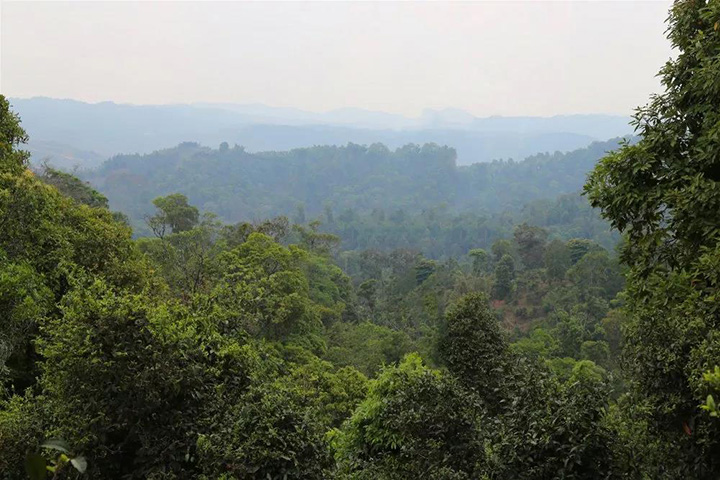 2023苦竹山古樹春茶口感怎么樣？