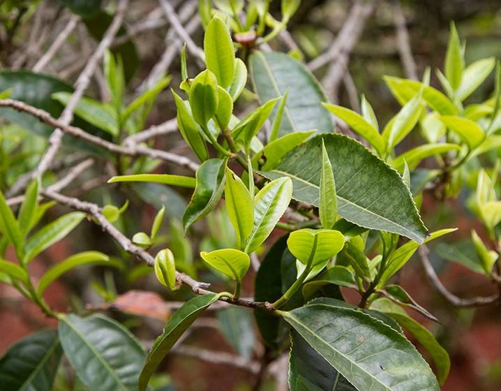 2023年苦竹山古樹春茶多少錢一公斤？