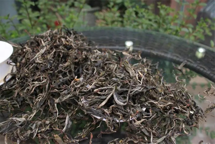 2023冰島古樹(shù)春茶品質(zhì)如何？