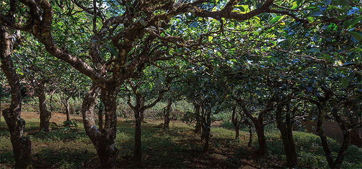 2023年小戶(hù)賽古樹(shù)春茶品質(zhì)怎么樣？