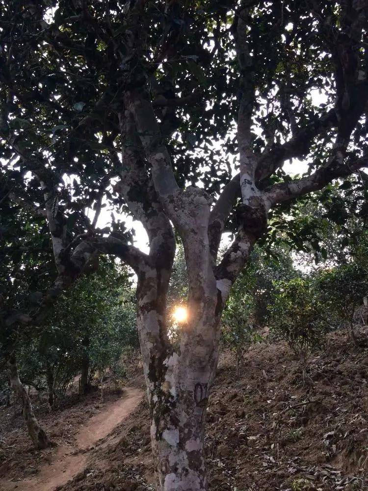 2023小戶賽古樹(shù)春茶口感是什么？