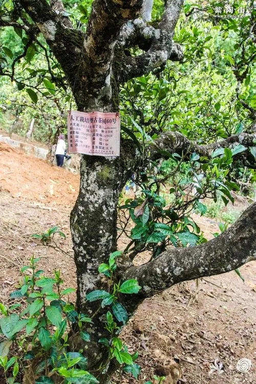 2023年小戶賽古樹春茶特點是什么？