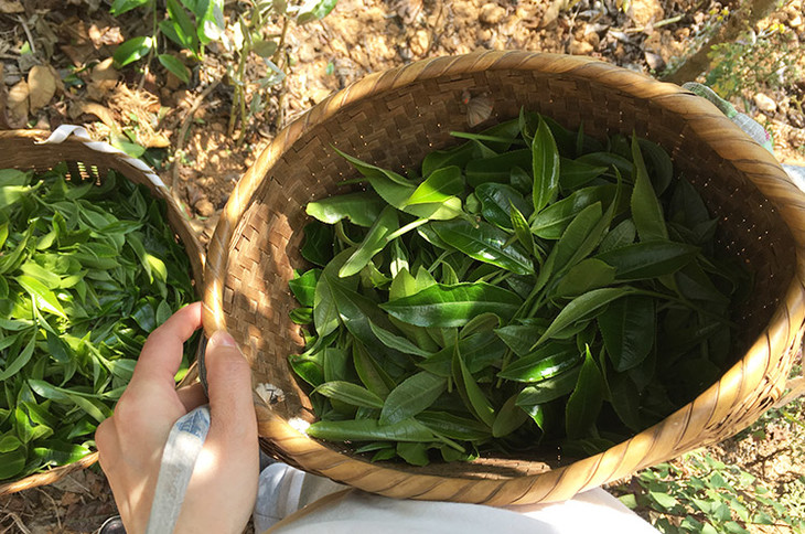 2023小戶賽古樹春茶價格是多少？