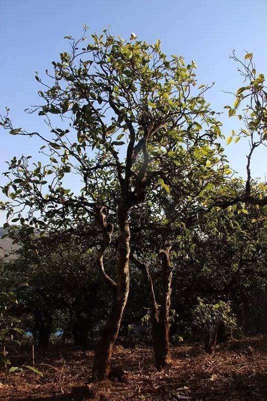 2023年小戶賽古樹春茶多少錢一公斤？