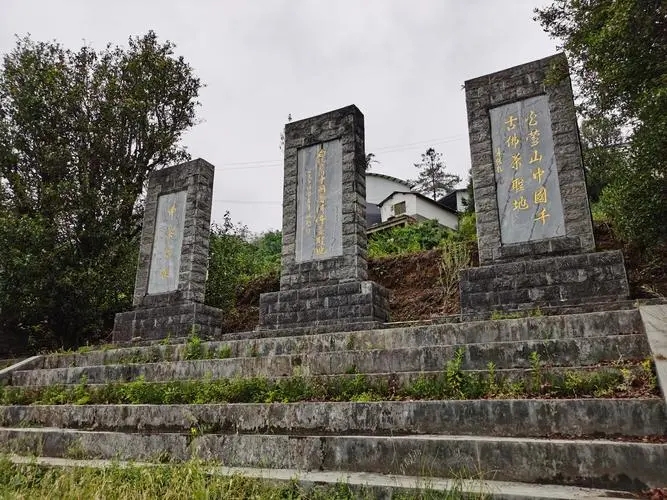 2023年白鶯山古樹(shù)春茶品質(zhì)如何？