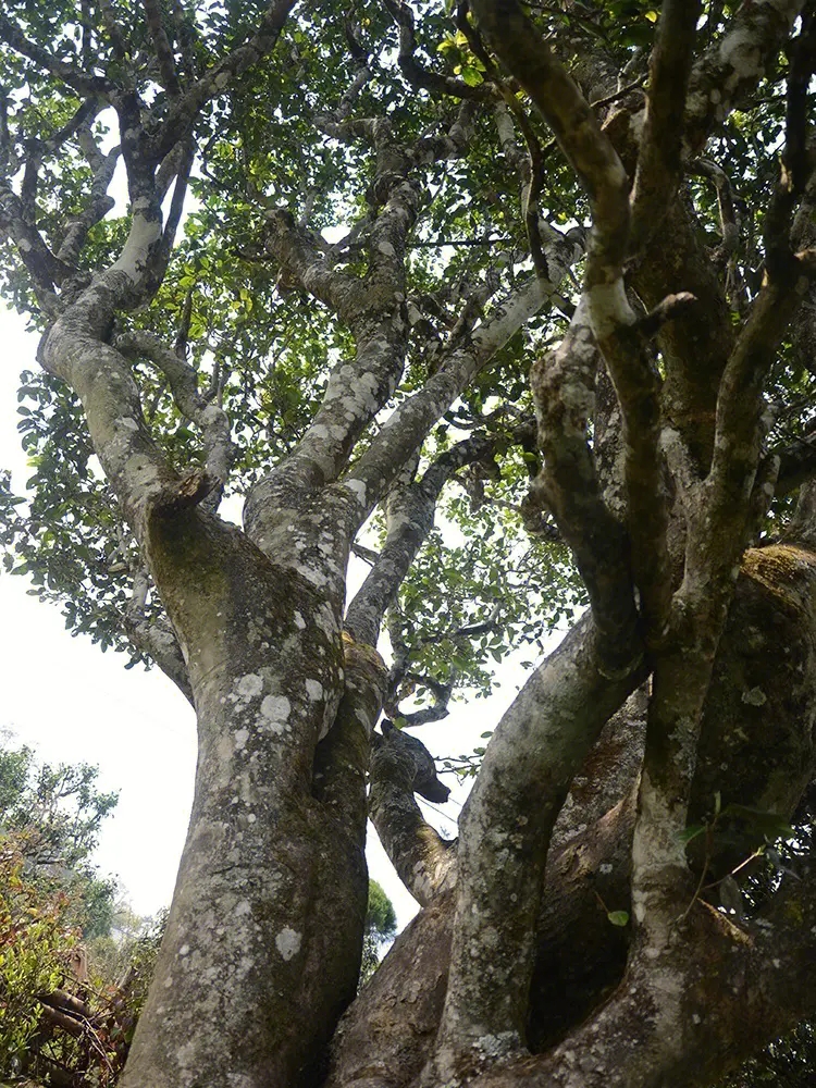 2023年白鶯山古樹春茶多少錢一公斤？