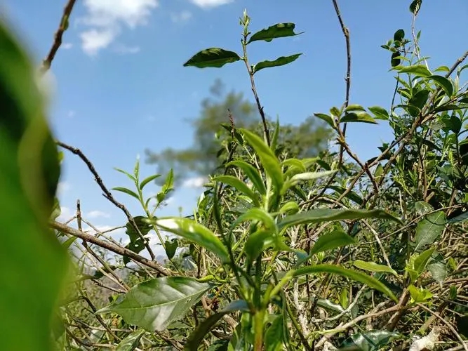 2023年昔歸古樹(shù)春茶價(jià)格是多少？