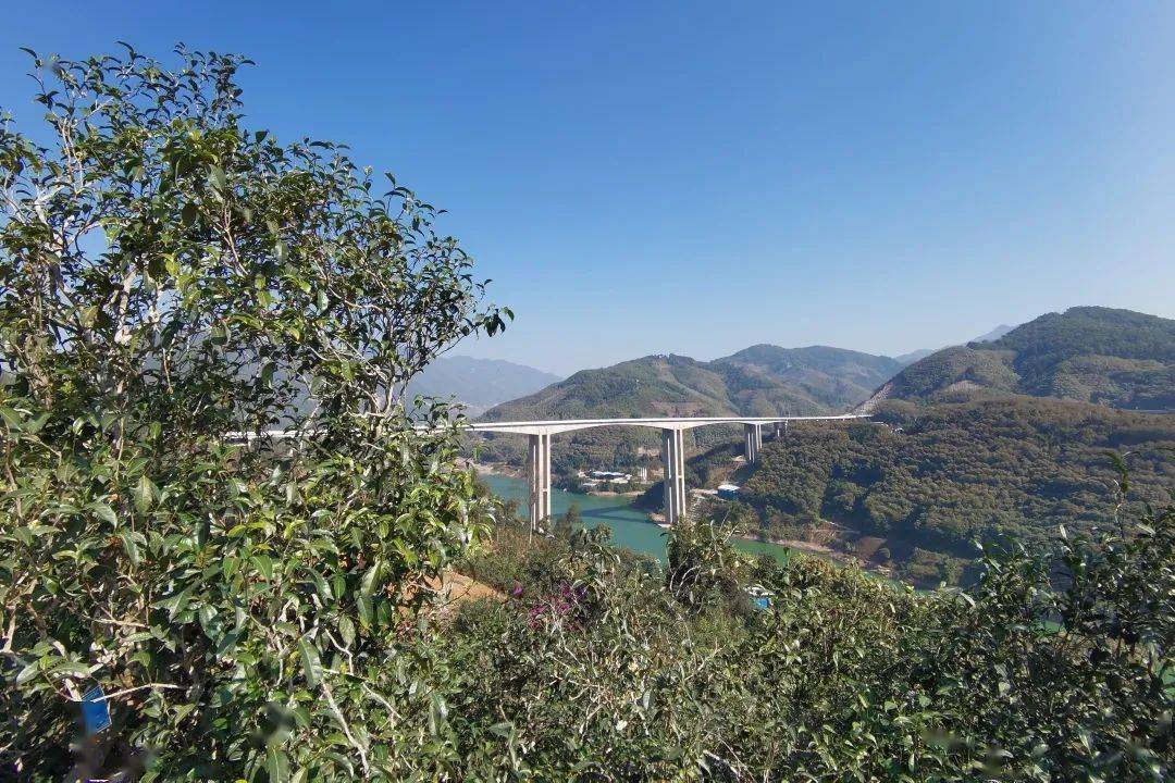 2023年邦東古樹春茶口感怎么樣？