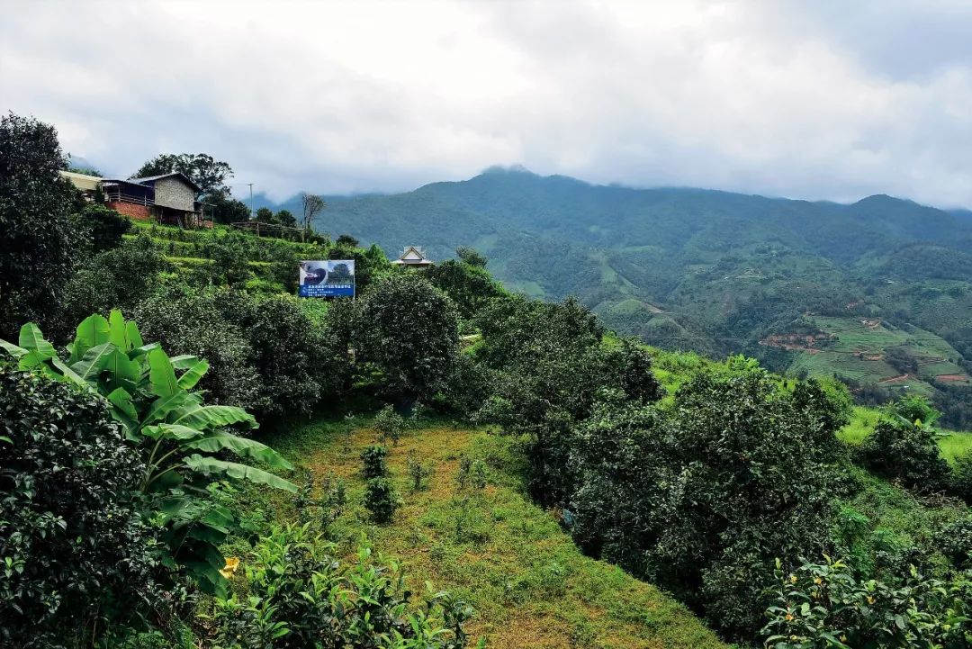 2023年邦東古樹春茶多少一公斤？