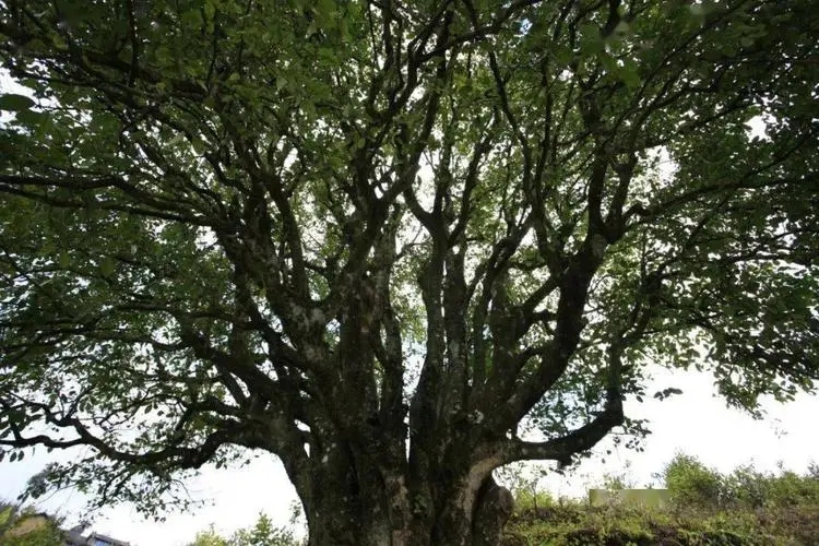 2023年香竹箐古樹春茶品質(zhì)怎么樣？