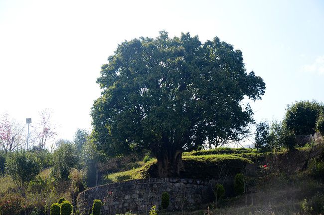 2023年香竹箐古樹春茶特點(diǎn)是什么？