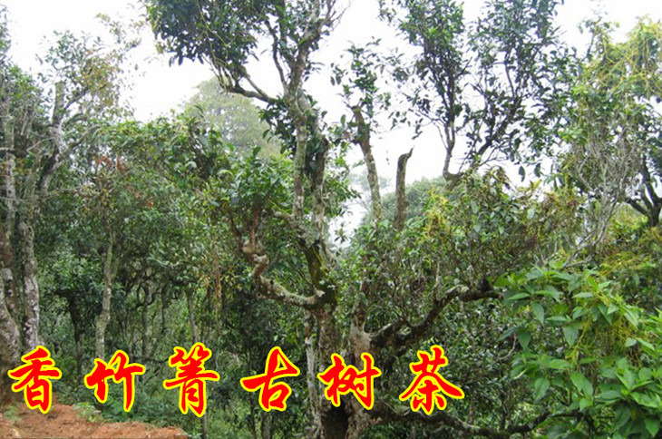 2023年香竹箐古樹春茶價格是多少？