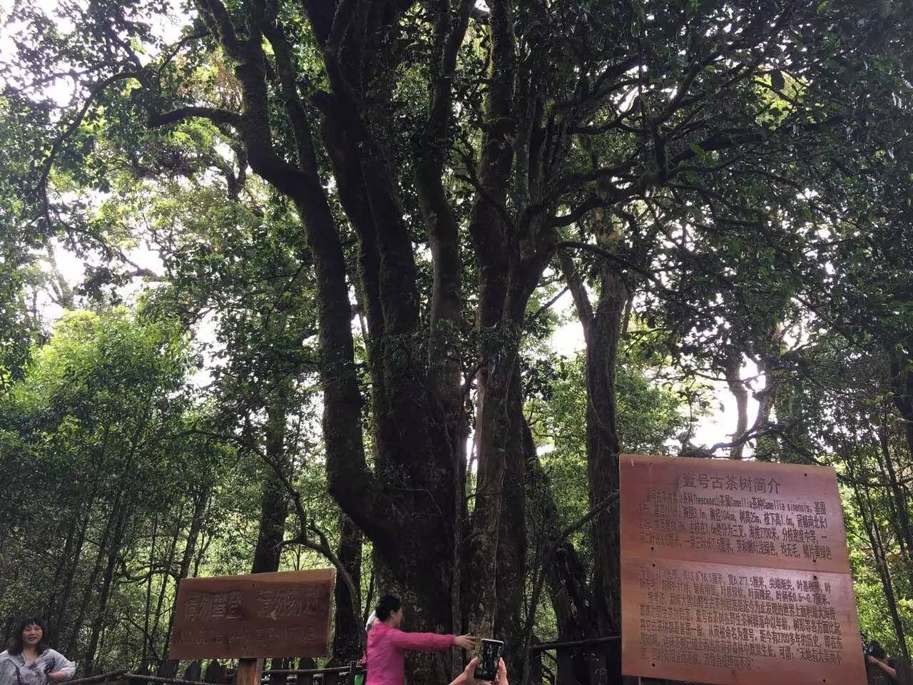 2023年大雪山古樹春茶品質(zhì)怎么樣？