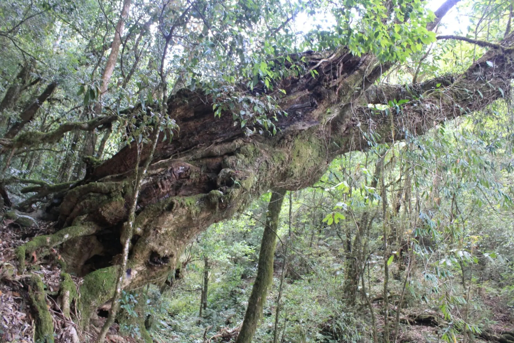 2023年大雪山古樹春茶口感怎么樣？