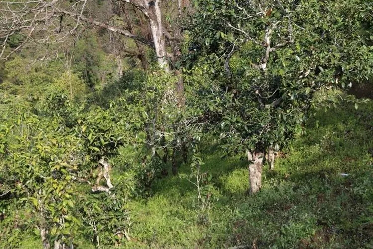 2023年大雪山古樹春茶價格是多少？