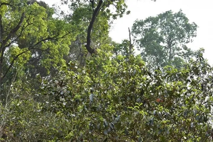 2023年大雪山古樹春茶多少錢一公斤？